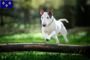 Read more about the article Bull Terrier breeders and puppies in Île-de-France