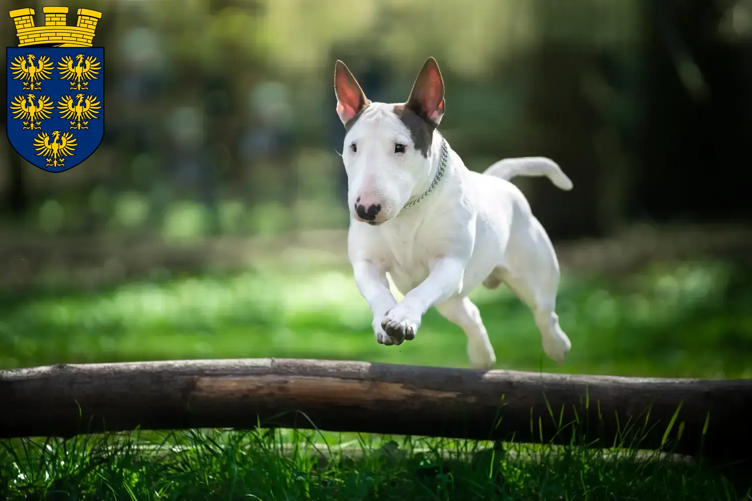 Read more about the article Bull Terrier breeders and puppies in Lower Austria