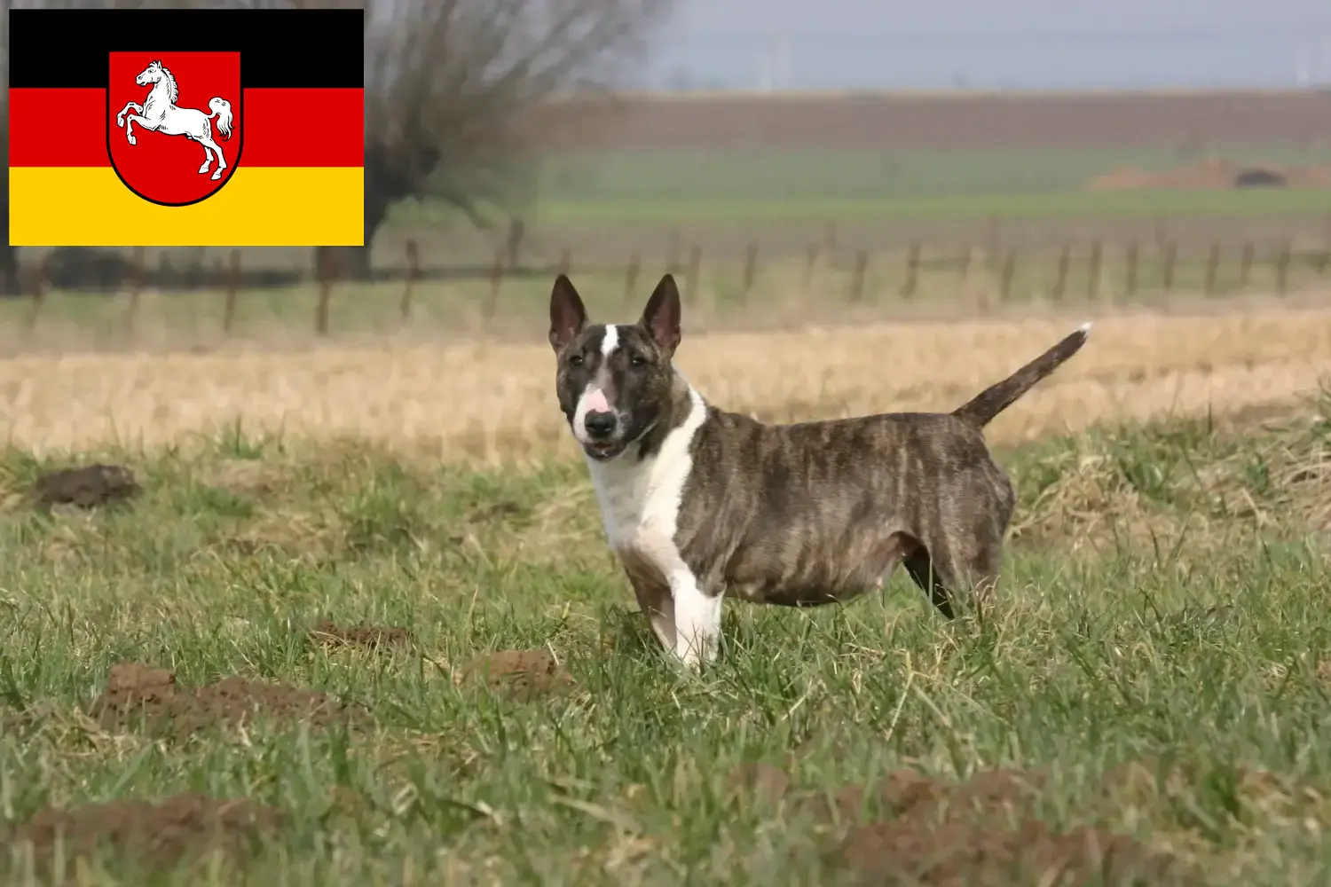 Read more about the article Bull Terrier breeders and puppies in Lower Saxony