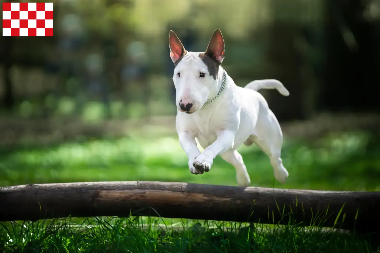 Read more about the article Bull Terrier breeders and puppies in North Brabant