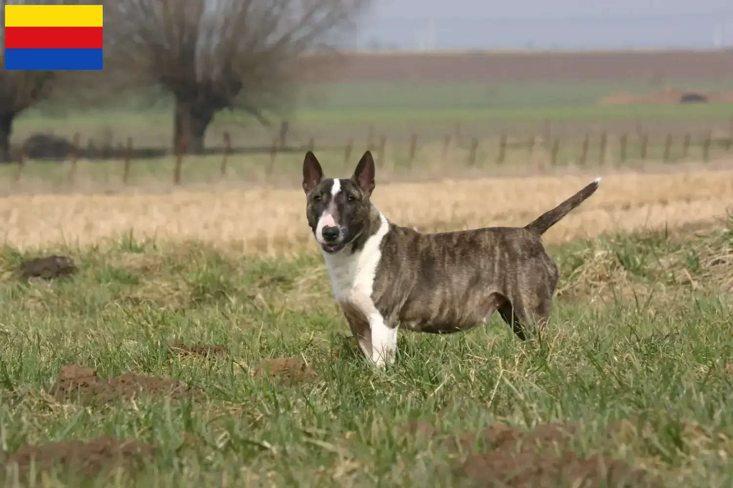 Read more about the article Bull Terrier breeders and puppies in North Holland