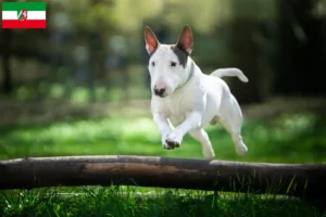 Read more about the article Bull Terrier breeders and puppies in North Rhine-Westphalia