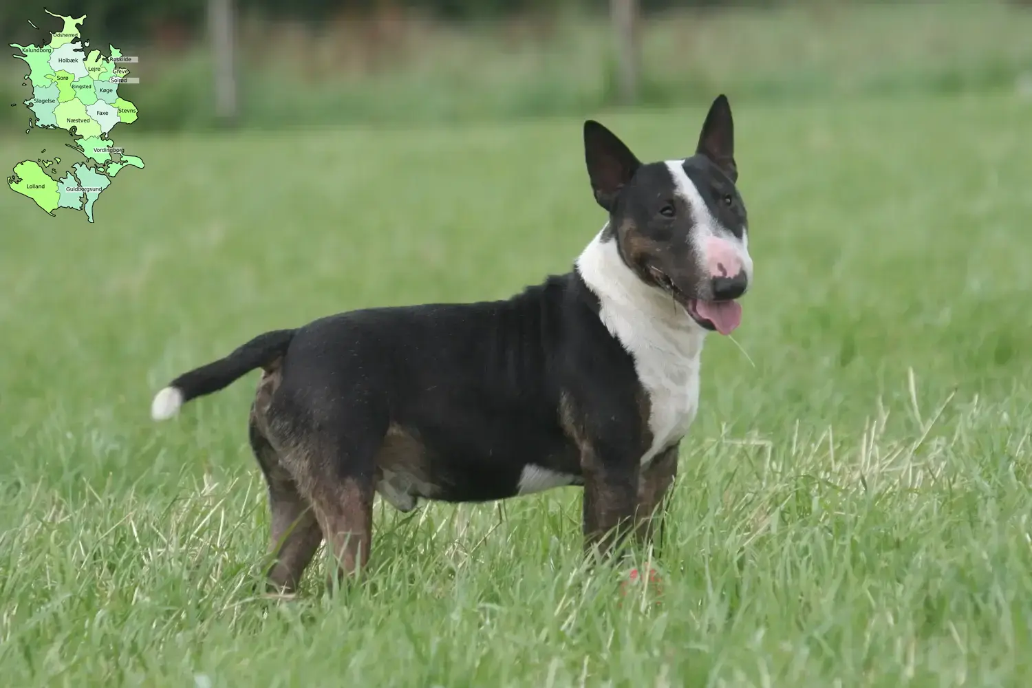 Read more about the article Bull Terrier breeders and puppies in Sjælland