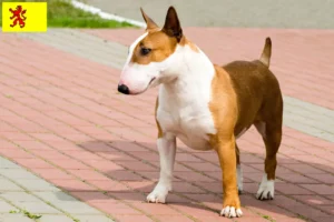 Read more about the article Bull Terrier breeders and puppies in South Holland