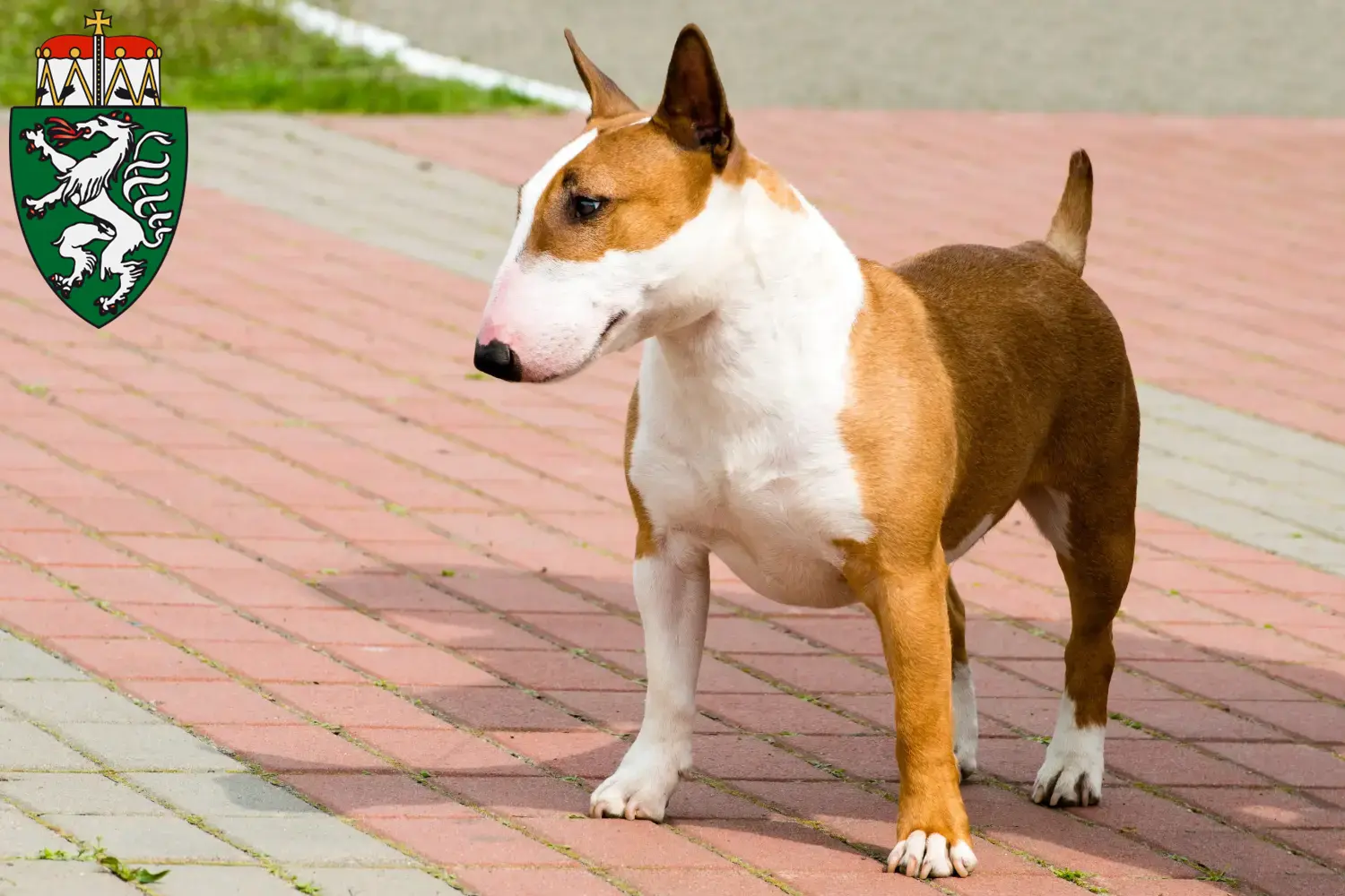 Read more about the article Bull Terrier breeders and puppies in Styria