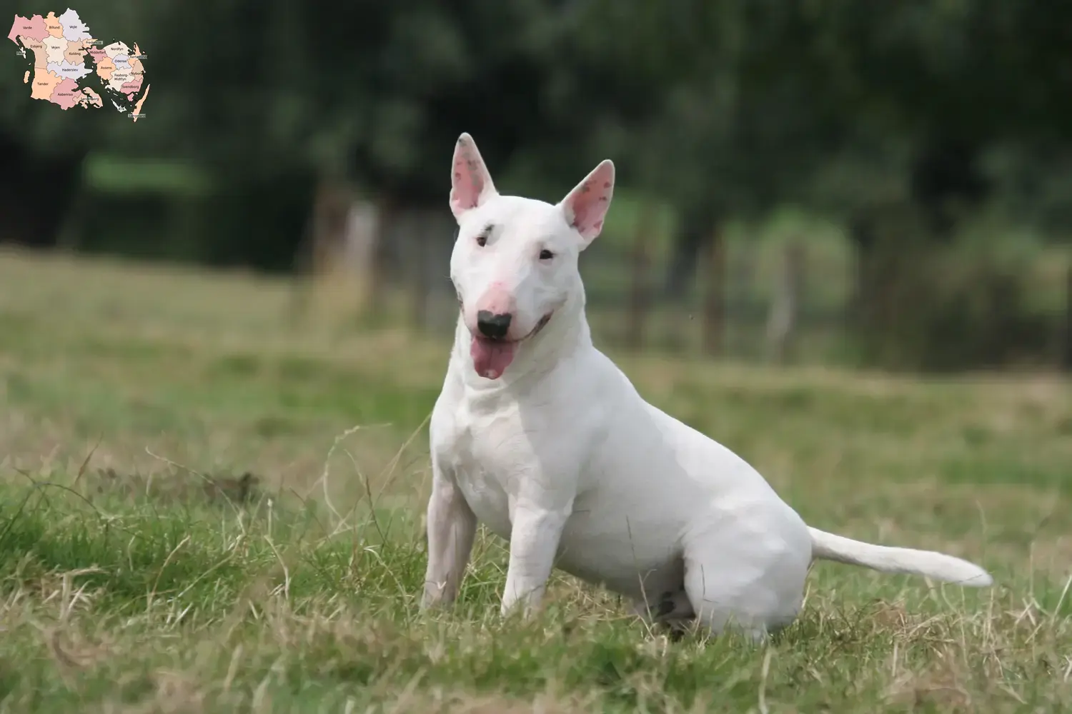 Read more about the article Bull Terrier breeders and puppies in Syddanmark