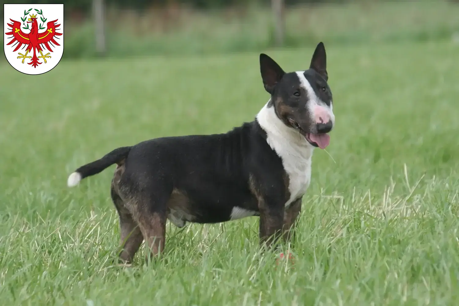 Read more about the article Bull Terrier breeders and puppies in Tyrol