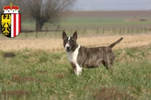 Read more about the article Bull Terrier breeders and puppies in Upper Austria