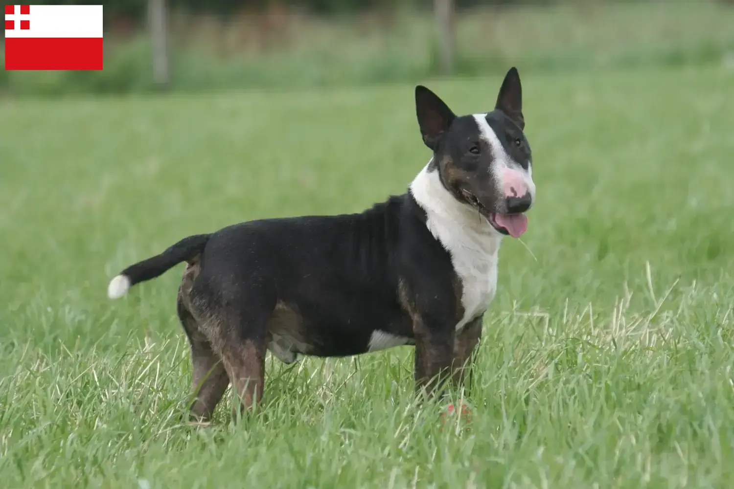 Read more about the article Bull Terrier breeders and puppies in Utrecht