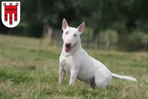 Read more about the article Bull Terrier breeders and puppies in Vorarlberg