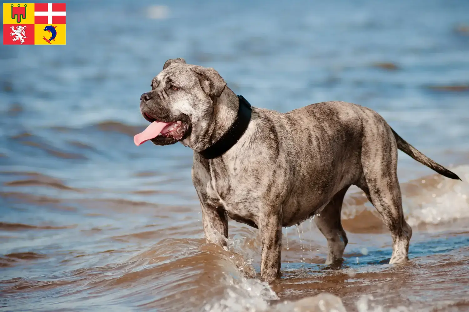 Read more about the article Ca de Bou breeders and puppies in Auvergne-Rhône-Alpes