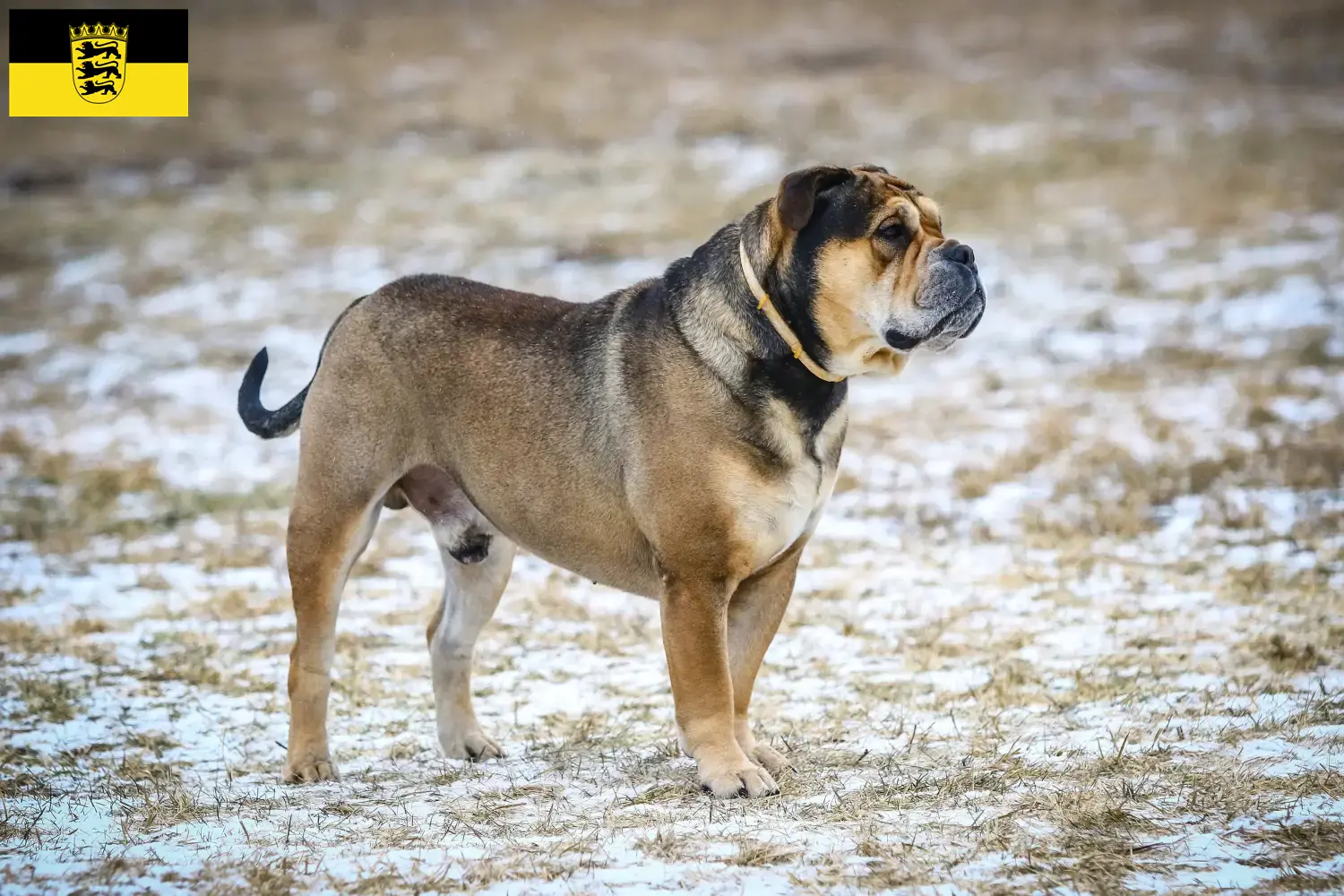 Read more about the article Ca de Bou breeders and puppies in Baden-Württemberg