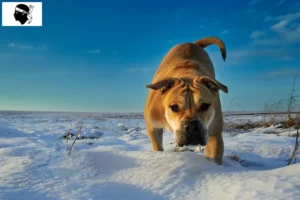 Read more about the article Ca de Bou breeders and puppies in Corsica