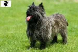 Read more about the article Cairn Terrier breeders and puppies in Corsica