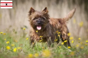 Read more about the article Cairn Terrier breeders and puppies in Drenthe