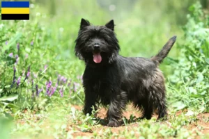 Read more about the article Cairn Terrier breeders and puppies in Gelderland