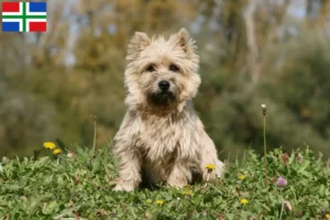 Read more about the article Cairn Terrier breeders and puppies in Groningen