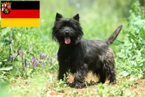 Read more about the article Cairn Terrier breeders and puppies in Rhineland-Palatinate