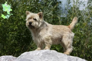 Read more about the article Cairn Terrier breeders and puppies in Sjælland