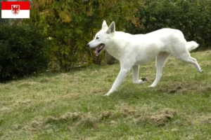 Read more about the article Canaan dog breeders and puppies in Brandenburg