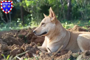 Read more about the article Canaan dog breeders and puppies in Centre-Val de Loire