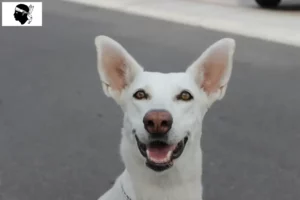 Read more about the article Canaan dog breeders and puppies in Corsica