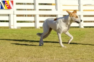 Read more about the article Canaan Dog Breeder and Puppies in Grand Est