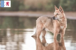 Read more about the article Canaan dog breeders and puppies in Nouvelle-Aquitaine