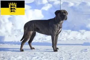 Read more about the article Cane Corso Italiano breeders and puppies in Baden-Württemberg