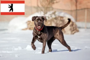 Read more about the article Cane Corso Italiano breeders and puppies in Berlin