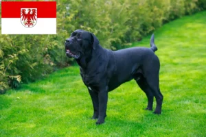 Read more about the article Cane Corso Italiano breeders and puppies in Brandenburg