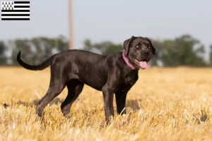 Read more about the article Cane Corso Italiano breeders and puppies in Brittany