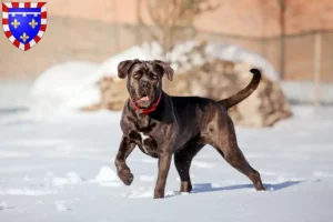 Read more about the article Cane Corso Italiano breeders and puppies in Centre-Val de Loire