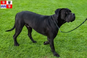 Read more about the article Cane Corso Italiano breeders and puppies in Central Bohemia