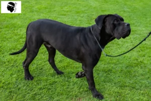 Read more about the article Cane Corso Italiano breeders and puppies in Corsica