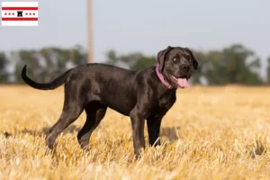 Read more about the article Cane Corso Italiano breeders and puppies in Drenthe