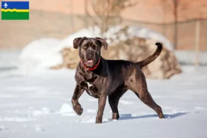 Read more about the article Cane Corso Italiano breeders and puppies in Flevoland