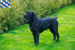 Read more about the article Cane Corso Italiano breeders and puppies in Friesland