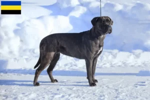 Read more about the article Cane Corso Italiano breeders and puppies in Gelderland