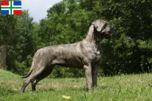 Read more about the article Cane Corso Italiano breeders and puppies in Groningen