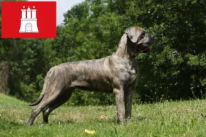 Read more about the article Cane Corso Italiano breeders and puppies in Hamburg