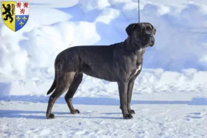 Read more about the article Cane Corso Italiano breeders and puppies in Hauts-de-France