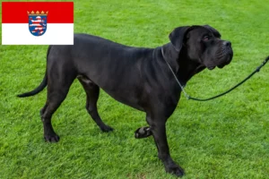 Read more about the article Cane Corso Italiano breeders and puppies in Hessen