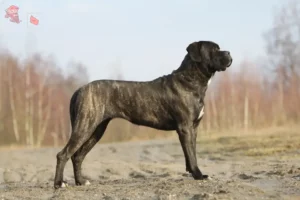 Read more about the article Cane Corso Italiano breeders and puppies in Hovedstaden