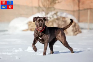 Read more about the article Cane Corso Italiano breeders and puppies in Hradec Králové