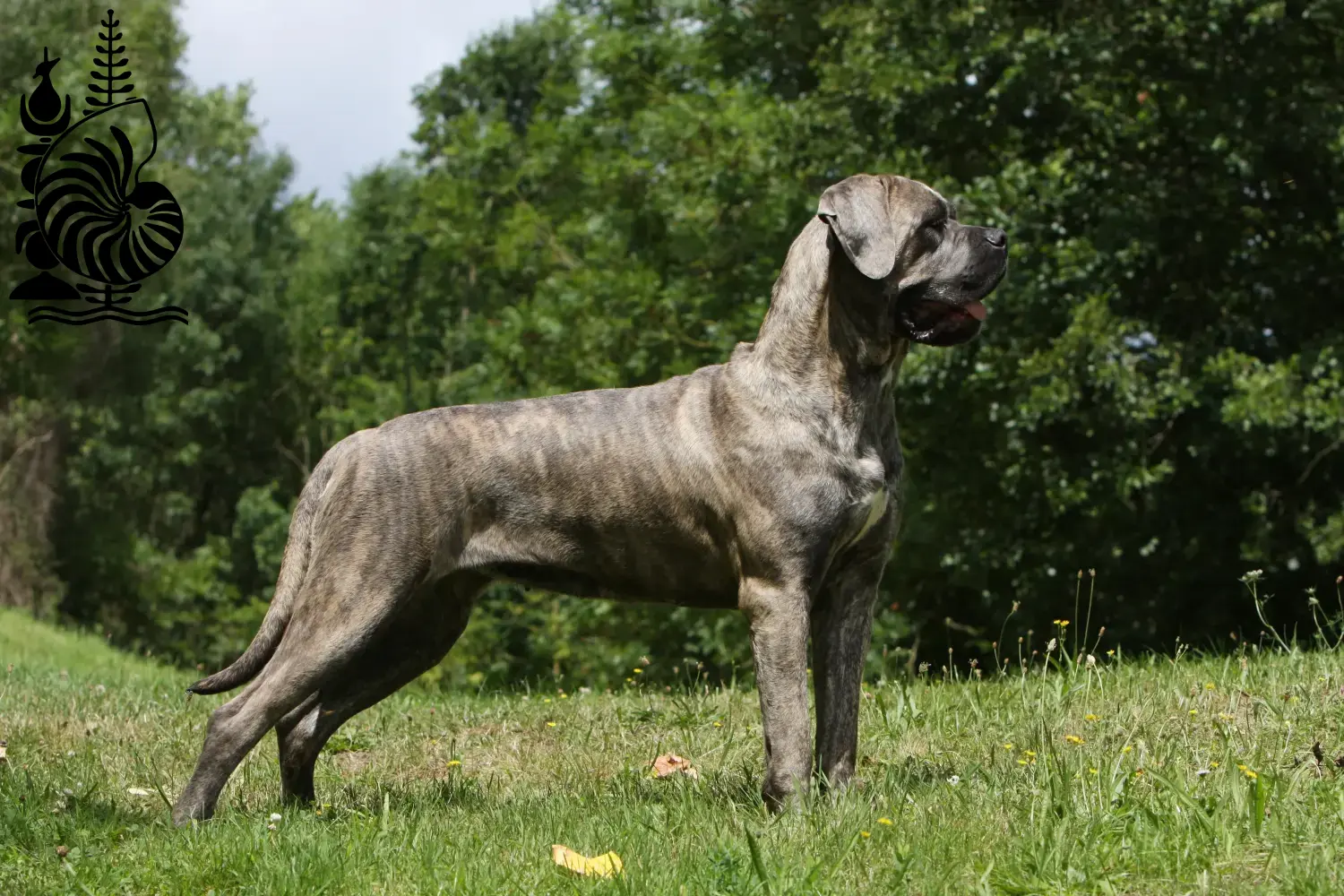 Read more about the article Cane Corso Italiano breeders and puppies in New Caledonia