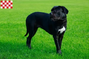 Read more about the article Cane Corso Italiano breeders and puppies in North Brabant