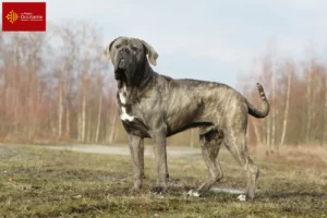 Read more about the article Cane Corso Italiano breeders and puppies in Occitania