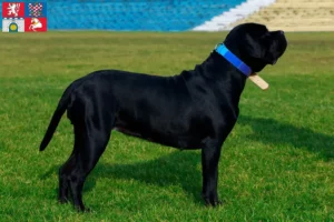 Read more about the article Cane Corso Italiano breeders and puppies in Pardubice