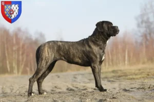 Read more about the article Cane Corso Italiano breeders and puppies in Pays de la Loire